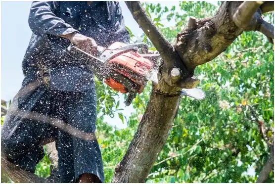 tree services Wewoka